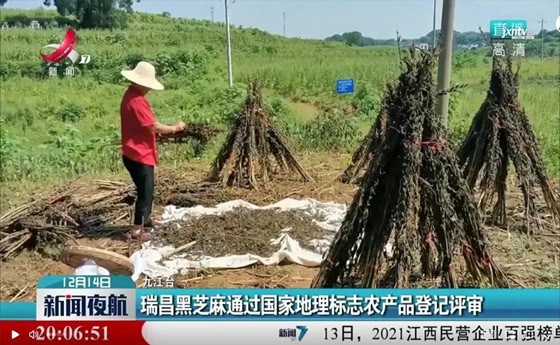 喜讯！“瑞昌黑芝麻”通过国家地理标志农产品登记评审！