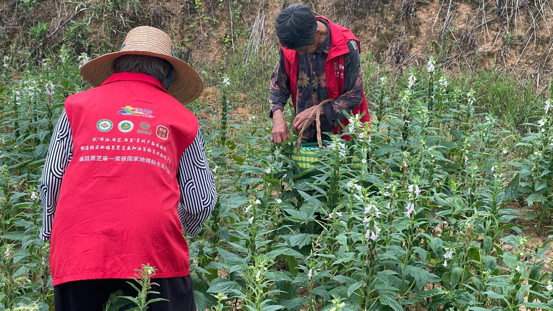土特产增添“科技范”，江西瑞昌助力特色农产品转型升级