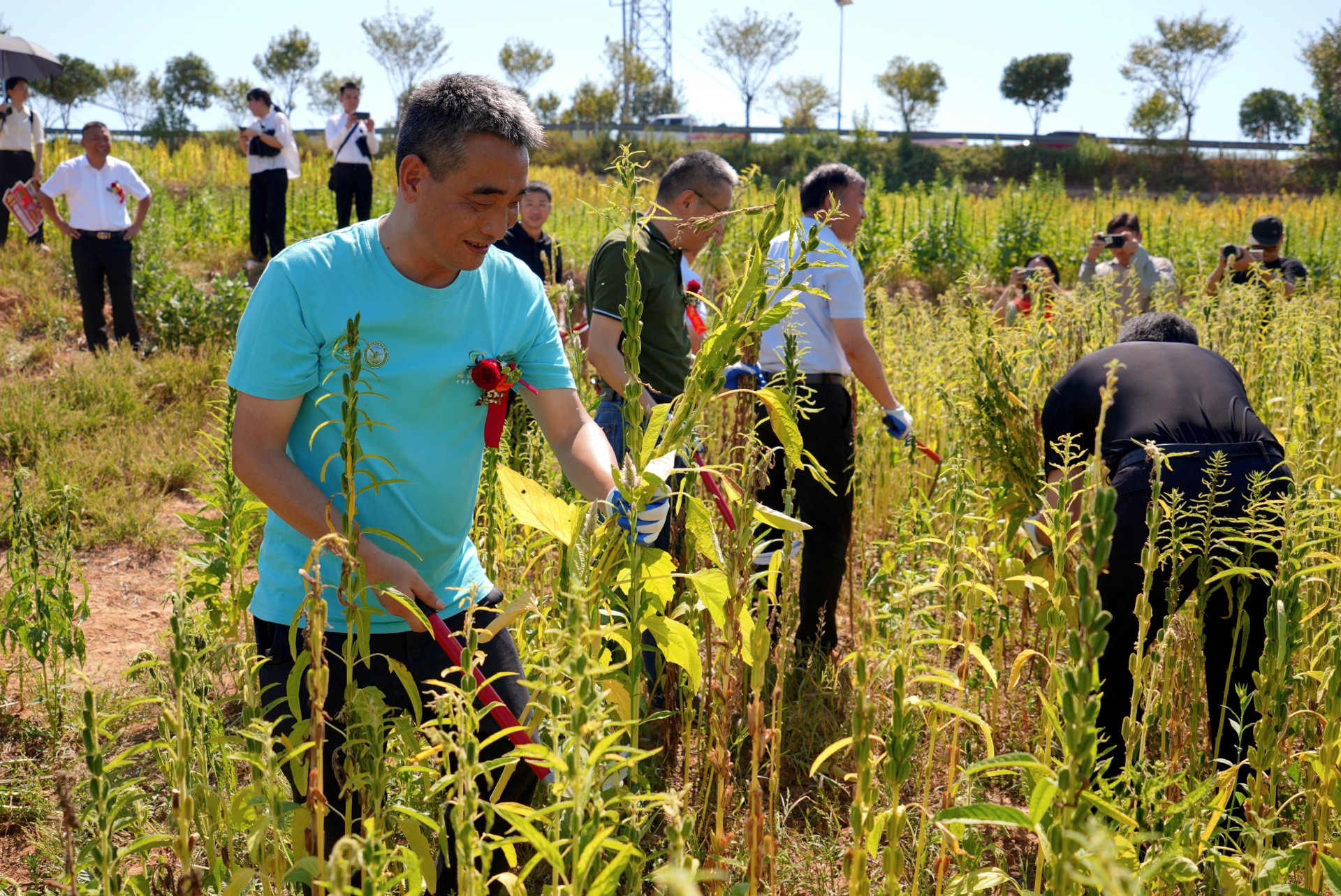 南方黑芝麻种植示范基地瑞昌揭牌：强强联合谱写未来新篇章