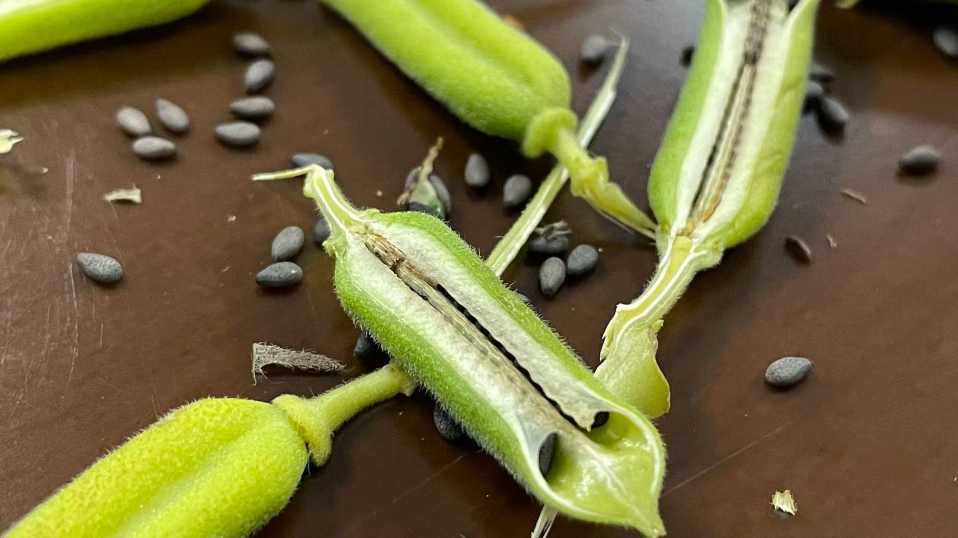 与国同庆，与“芝”同行：江西瑞昌黑芝麻科技小院送上国庆祝福！